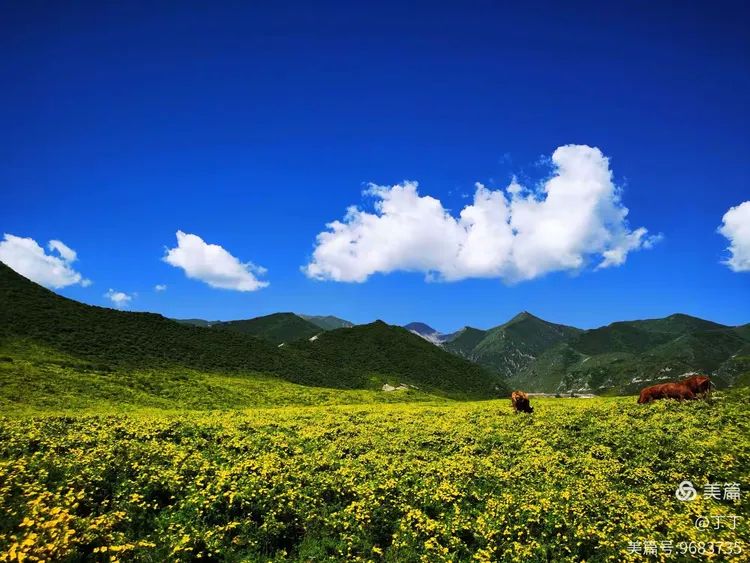 风景美如画——黄草坪